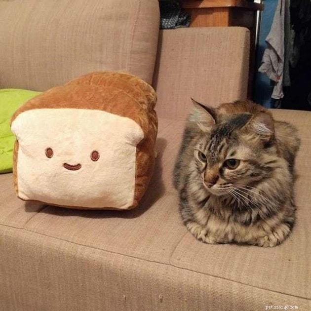 21 свежеиспеченный кошачий хлеб, который поможет вам пережить неделю