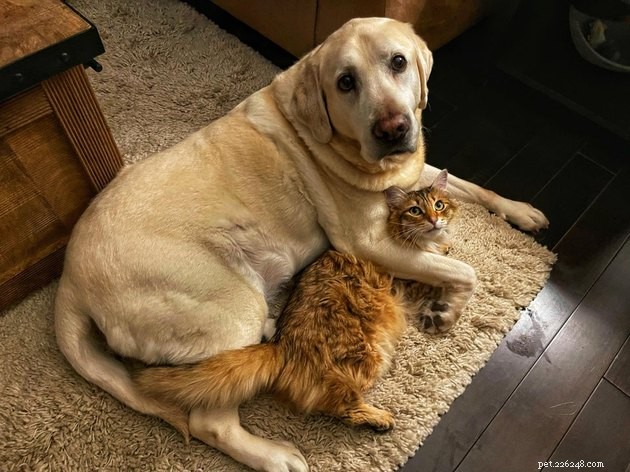 21 paar katten en honden die stoutmoedig kiezen voor knuffelen boven strijd