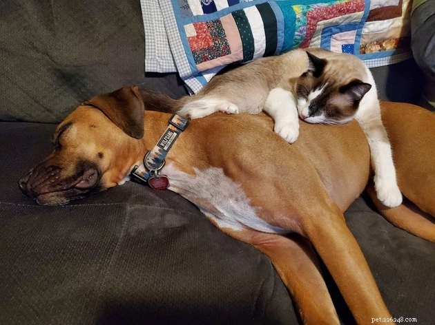 21 párů koček a psů, kteří si směle vybírají přitulení přes boj