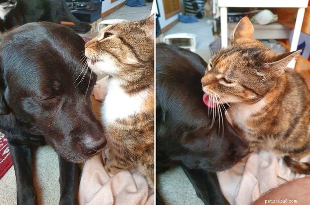 21 pares de cães e gatos que estão escolhendo ousadamente abraços em vez de lutas