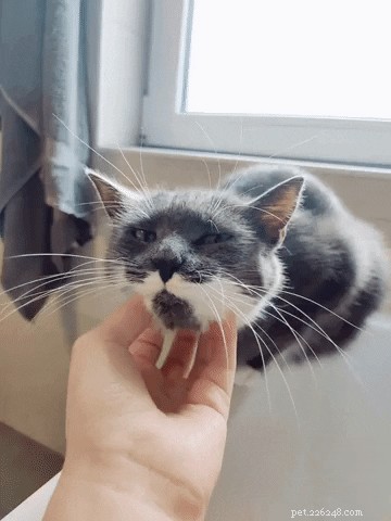16 gattini con magnifici baffi