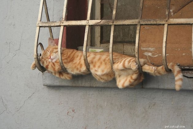24 fotos que provam que os gatos dormem bem