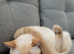 24 foto che dimostrano che i gatti dormono all-star