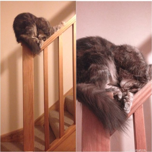 24 photos qui prouvent que les chats sont des dormeurs vedettes