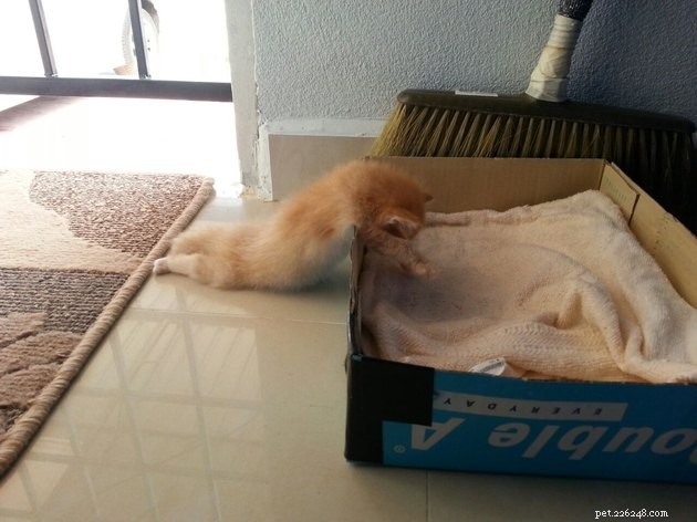 고양이가 올스타 슬리퍼임을 증명하는 사진 24장