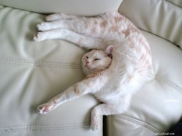 24 photos qui prouvent que les chats sont des dormeurs vedettes