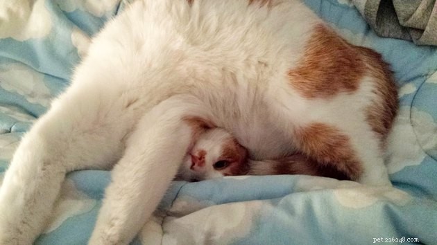 24 fotos que provam que os gatos dormem bem