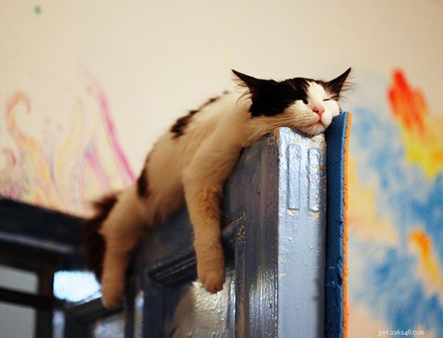 24 фотографии, которые доказывают, что кошки отлично спят