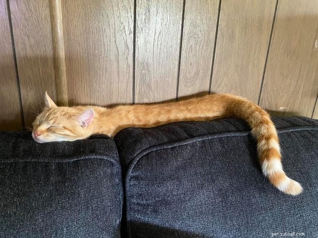 24 foton som bevisar att katter sover i alla stjärnor