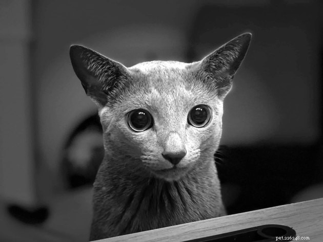 17 koček s gigantickýma talířovýma očima
