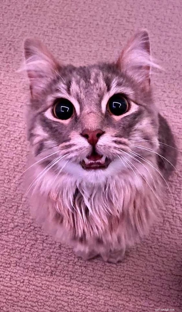 거대한 접시 눈을 가진 고양이 17마리