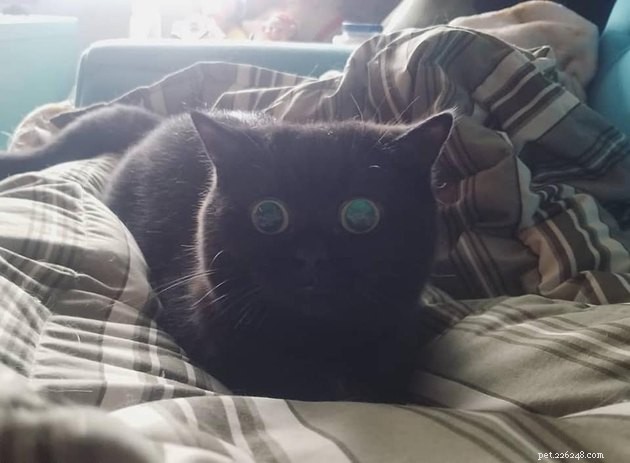 17 koček s gigantickýma talířovýma očima
