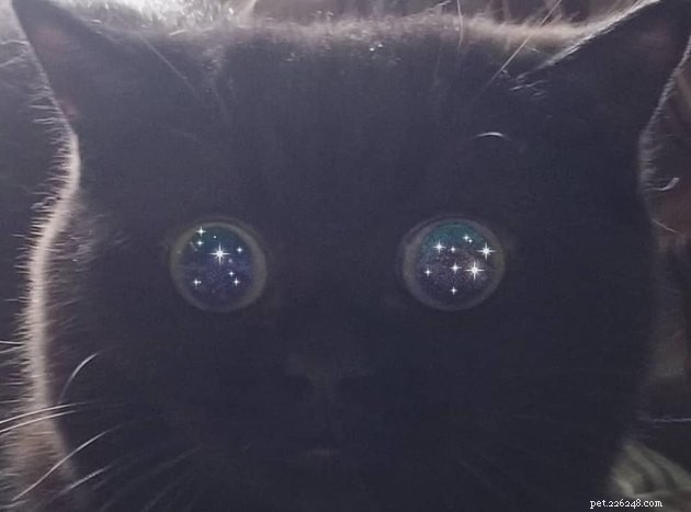 17 gatti con giganteschi occhi a piattino