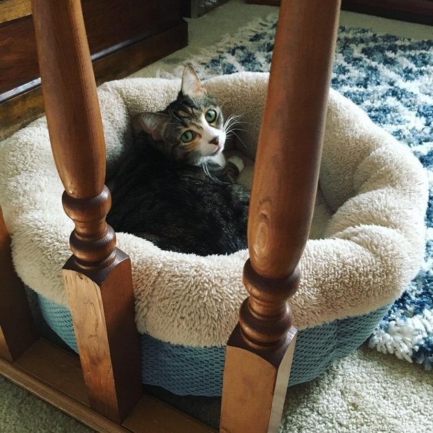 24 koček, které konečně začaly používat kočičí nábytek, který pro ně koupili jejich lidé