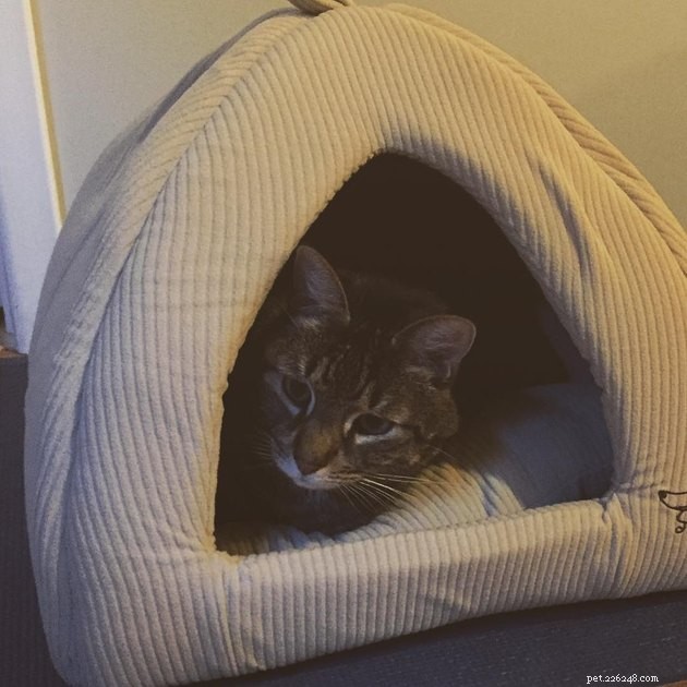24 кошки, которые наконец-то начали пользоваться кошачьей мебелью, которую купили для них люди