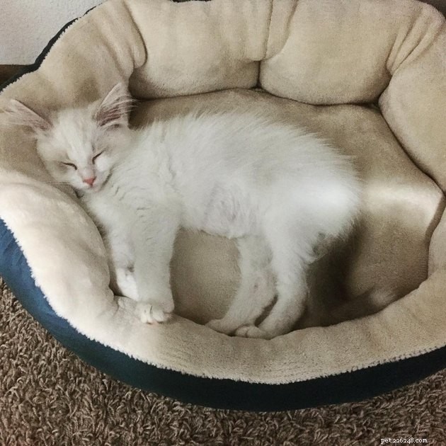 24 gatti che hanno finalmente iniziato a usare i mobili per gatti che i loro umani hanno comprato per loro