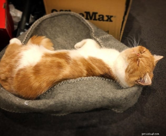 24 gatos que finalmente começaram a usar os móveis para gatos que seus humanos compraram para eles