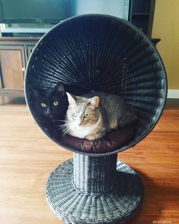 24 gatos que finalmente começaram a usar os móveis para gatos que seus humanos compraram para eles