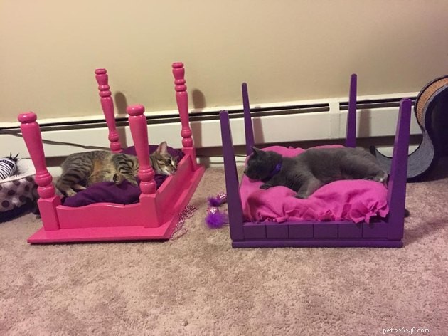 24 chats qui ont finalement commencé à utiliser les meubles pour chat que leurs humains leur ont achetés