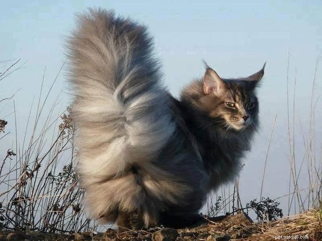16 gatos com caudas incrivelmente fofas