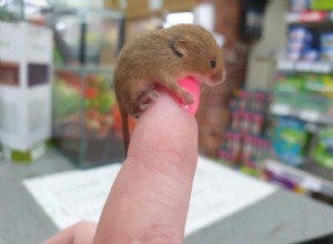 Apenas 16 animais minúsculos pendurados nos dedos