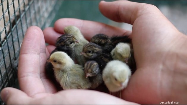 Всего 16 крошечных животных, болтающихся на пальцах