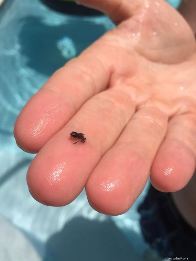 Apenas 16 animais minúsculos pendurados nos dedos