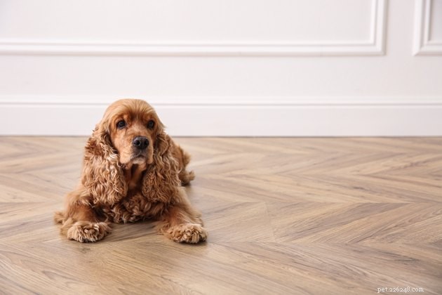 애완동물을 키울 때 견목 바닥을 어떻게 청소합니까?