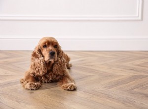 ペットを飼っているときに堅木張りの床を掃除するにはどうすればよいですか？ 