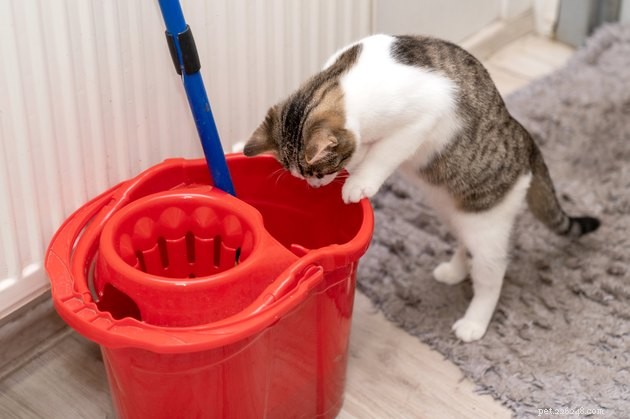 Är sjunde generationens rengöringsprodukter säkra för husdjur?