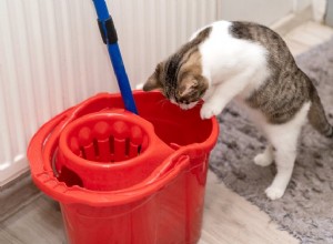 Zijn schoonmaakproducten van de zevende generatie veilig voor huisdieren?