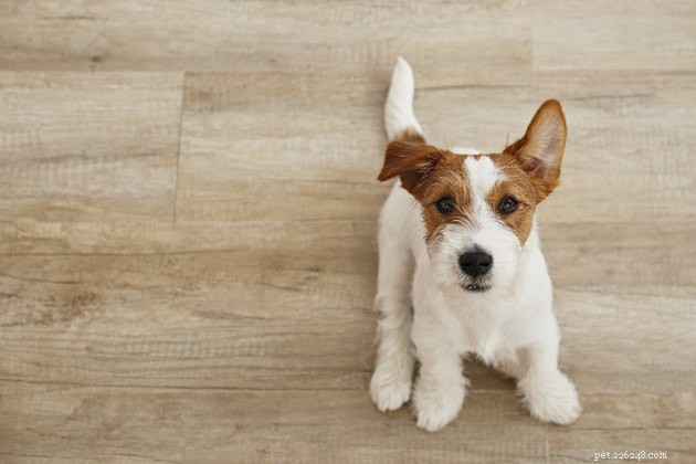 ペットを飼っているときに堅木張りの床を掃除するにはどうすればよいですか？ 