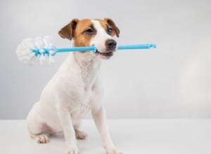 Är Mrs. Meyers rengöringsprodukter säkra för husdjur?