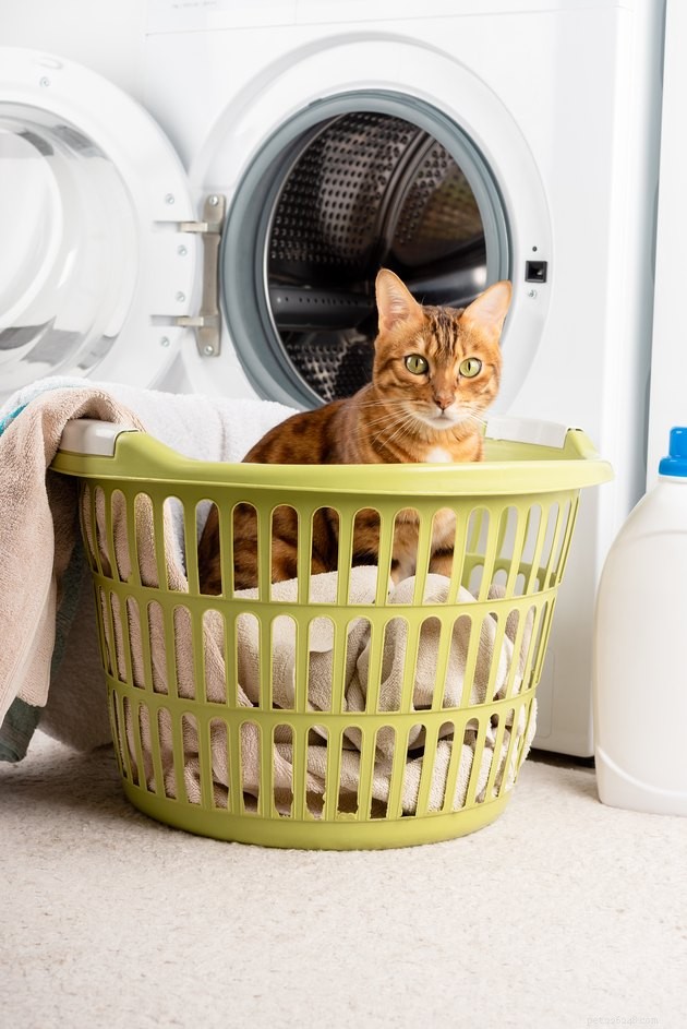 Os produtos de limpeza da sétima geração são seguros para animais de estimação?
