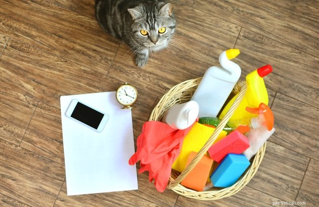 6 eenvoudige manieren om reinigingsroutines met uw huisdieren te creëren