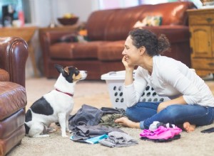 6 простых способов организовать уборку вместе с домашними животными