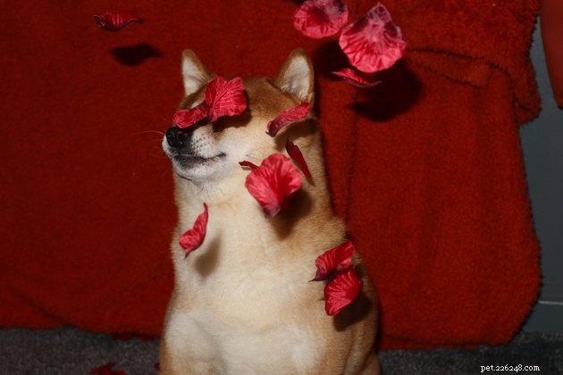 14 huisdieren die je valentijn willen zijn