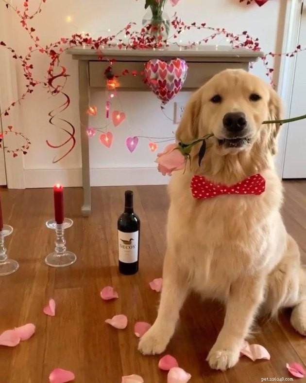 14 husdjur som vill vara din valentin