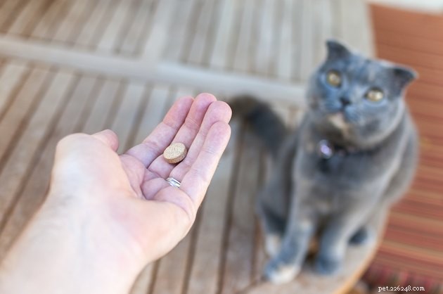 Zijn antibiotica voor huisdieren hetzelfde als antibiotica voor mensen?
