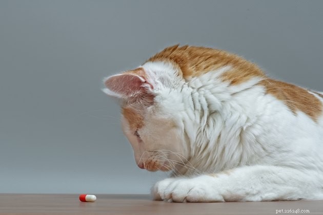 Jsou antibiotika pro domácí mazlíčky stejná jako lidská antibiotika?