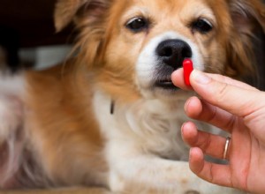 ペットの抗生物質は人間の抗生物質と同じですか？ 