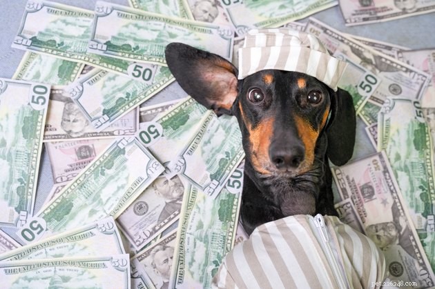 Hur mycket spenderar amerikaner på sina husdjur?