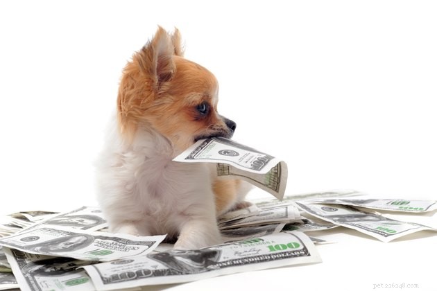 Hur mycket spenderar amerikaner på sina husdjur?