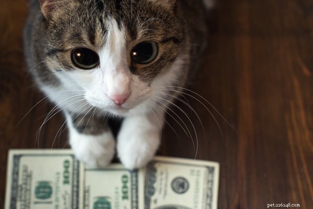 Quanto os americanos gastam com seus animais de estimação?