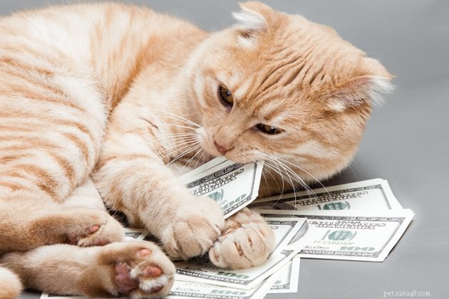 Quanto spendono gli americani per i loro animali domestici?