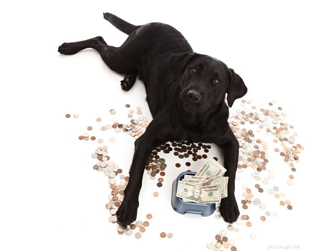 미국인은 애완동물에 얼마를 지출합니까?