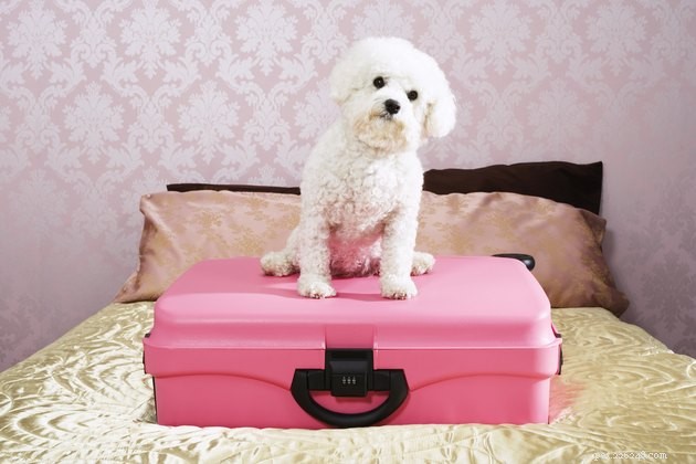애완동물 친화적인 호텔 및 모텔 체인은 무엇입니까?