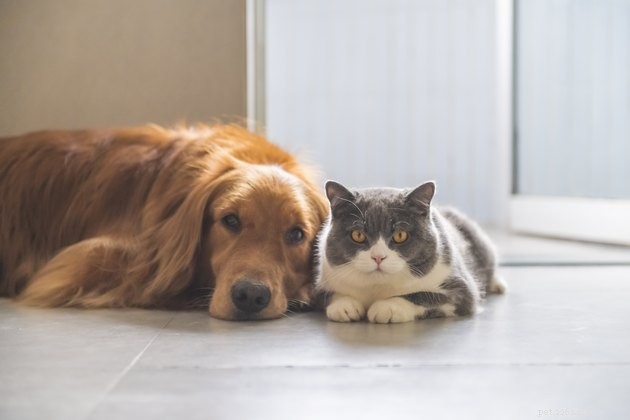 Är hushållsrengöringsprodukter dåliga för dina husdjur?