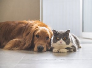 가정용 청소 제품이 애완동물에게 해롭습니까?
