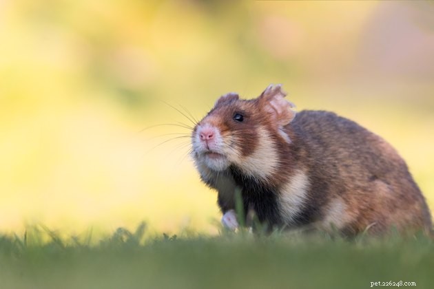 Var bor hamstrar i naturen?